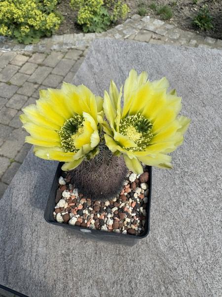 Echinocereus dasyacanthus